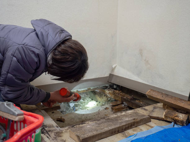Trusted Bolivar, MO Mold Removal Experts